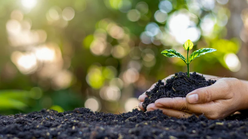 Hands in soil holding a plant